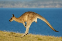 Klokan obrovsky - Macropus giganteus - Eastern Grey Kangaroo 6585